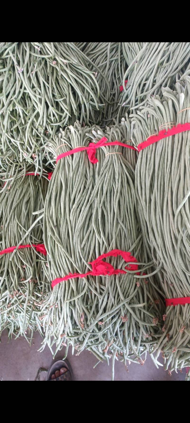 河南冷棚长豆角大量上市可供各大档口超市市场电商
