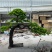 【推荐】仿真树，仿真松树，按要求定制，欢迎咨询！