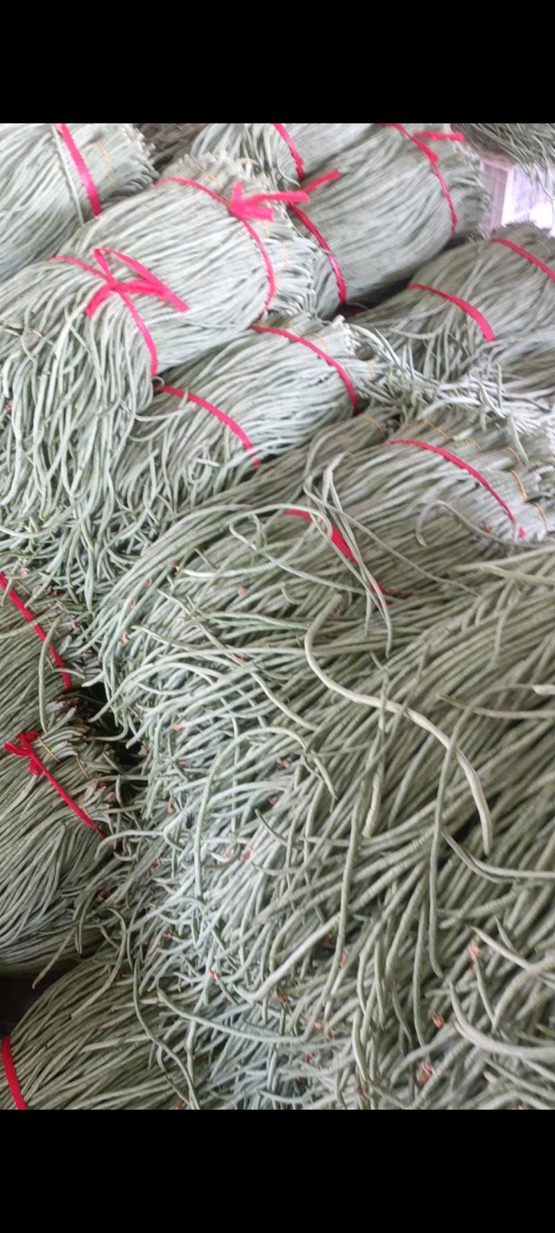 河南冷棚长豆角大量上市可供各大档口超市市场电商