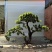 【推荐】仿真树，仿真松树，按要求定制，欢迎咨询！