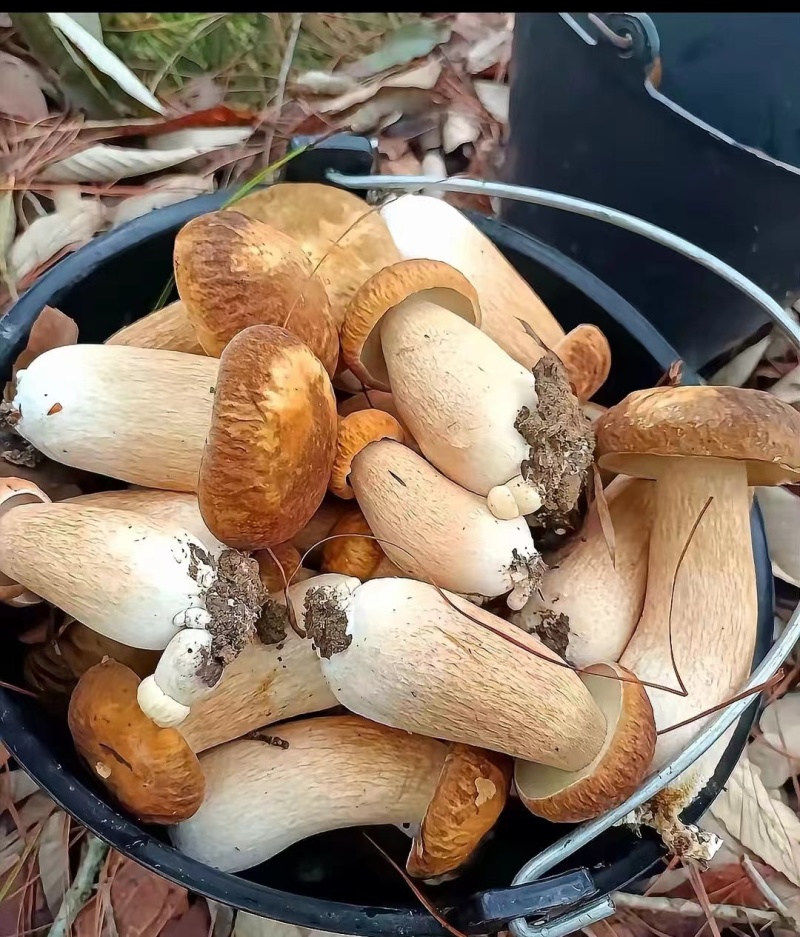 牛肝菌油炸牛肝菌云南特产野生菌牛肝菌油