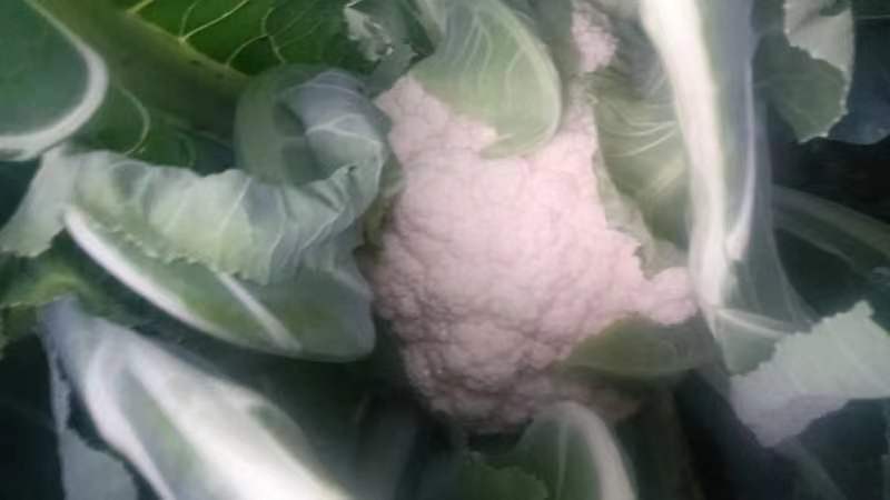 菜花变绿对比图