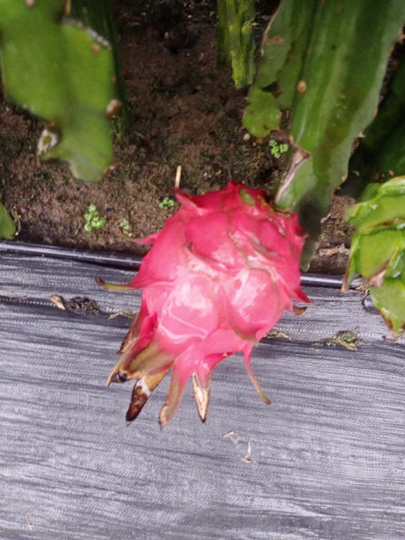 火龙果金都
