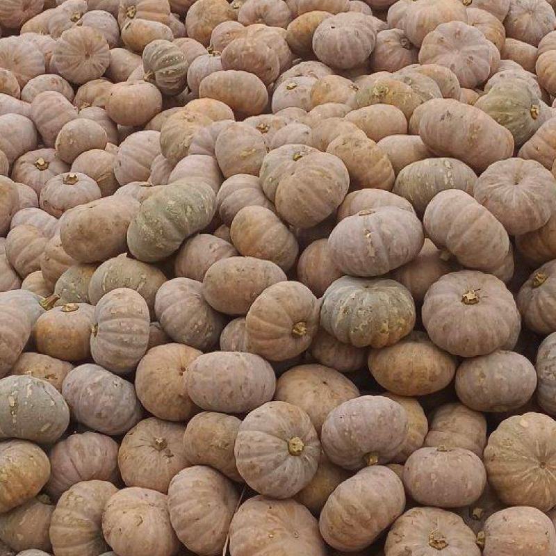 盘龙204南瓜磨盘全黄全粉老南瓜香芋南瓜糯香圆南瓜