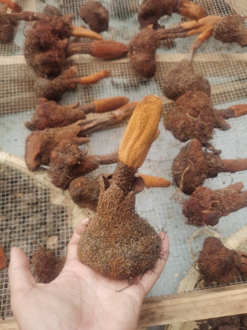 锁阳，云南产地，干货包邮
