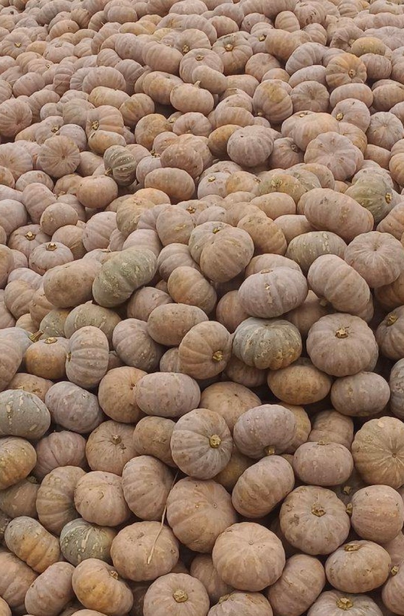 盘龙204南瓜磨盘全黄全粉老南瓜香芋南瓜糯香圆南瓜