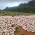 盘龙204南瓜磨盘全黄全粉老南瓜香芋南瓜糯香圆南瓜