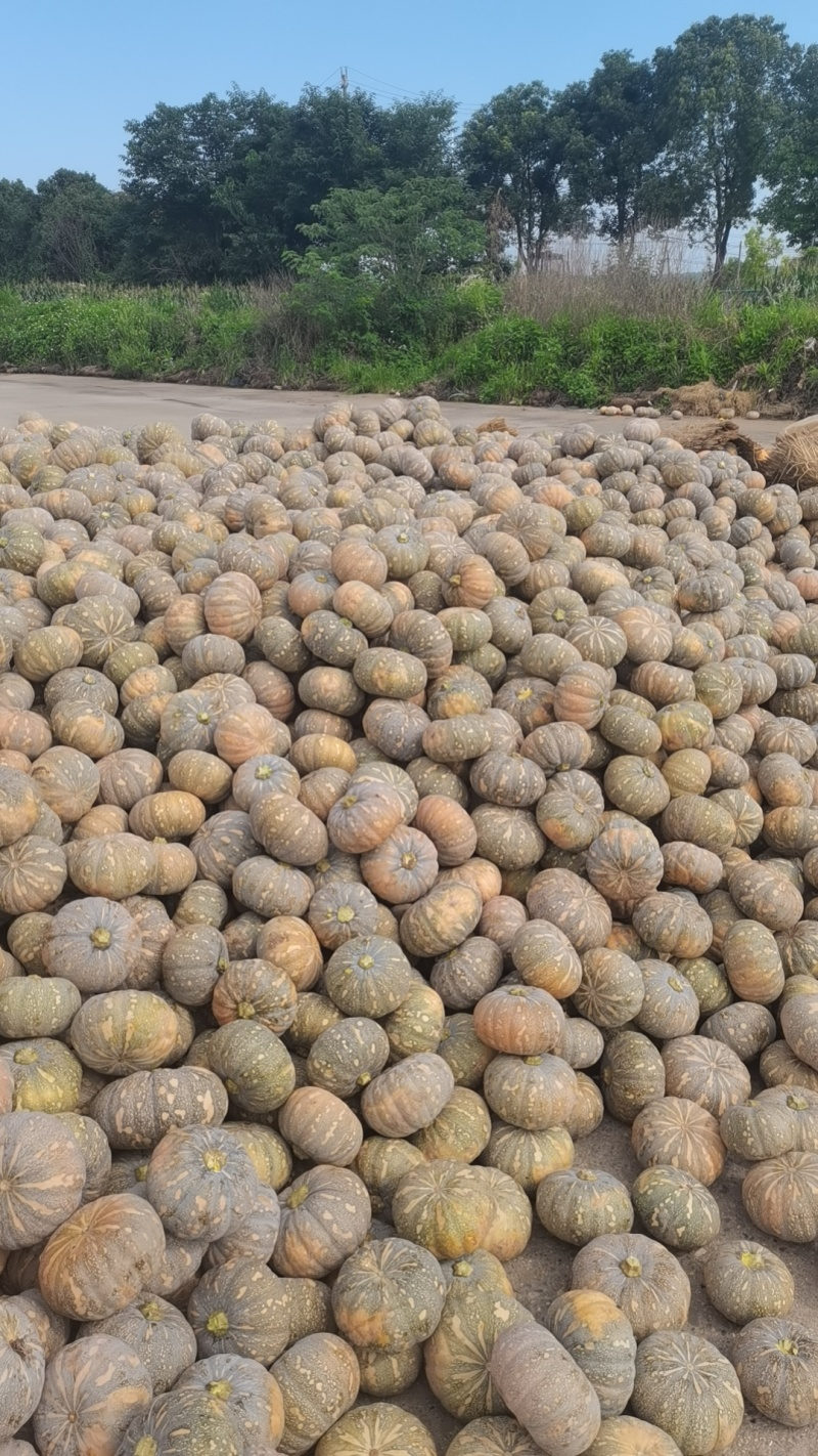 盘龙204南瓜磨盘全黄全粉老南瓜香芋南瓜糯香圆南瓜