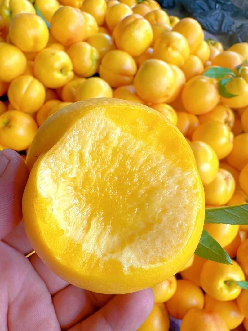 【一件代发】桃子果园对接电商团购口感好甘甜金油桃子欢迎