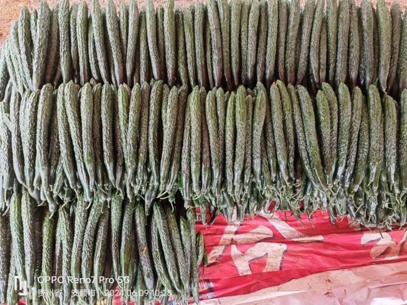 贵州青瓜，黄瓜，刺黄瓜，市场货，电商货，食堂货