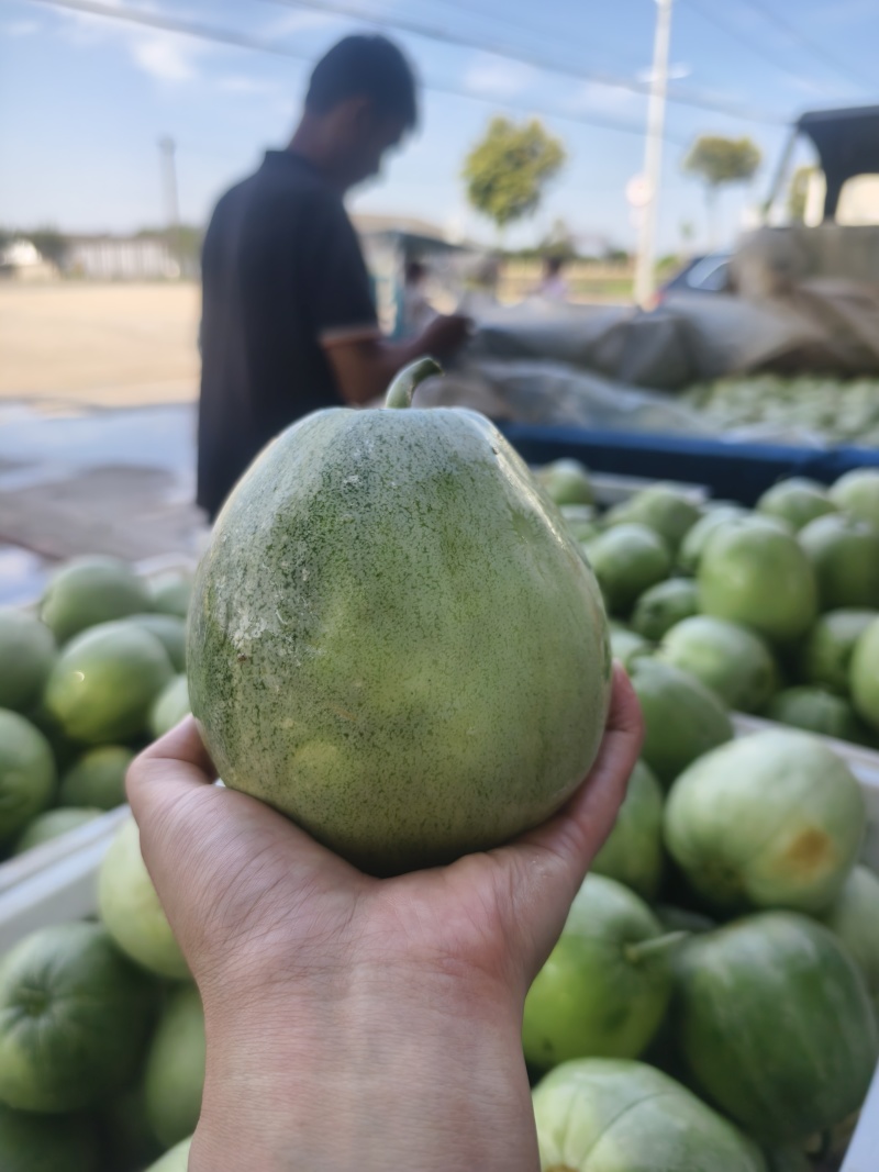 【实力商家】头茬绿宝甜瓜包熟包甜，产地供应，货源充足