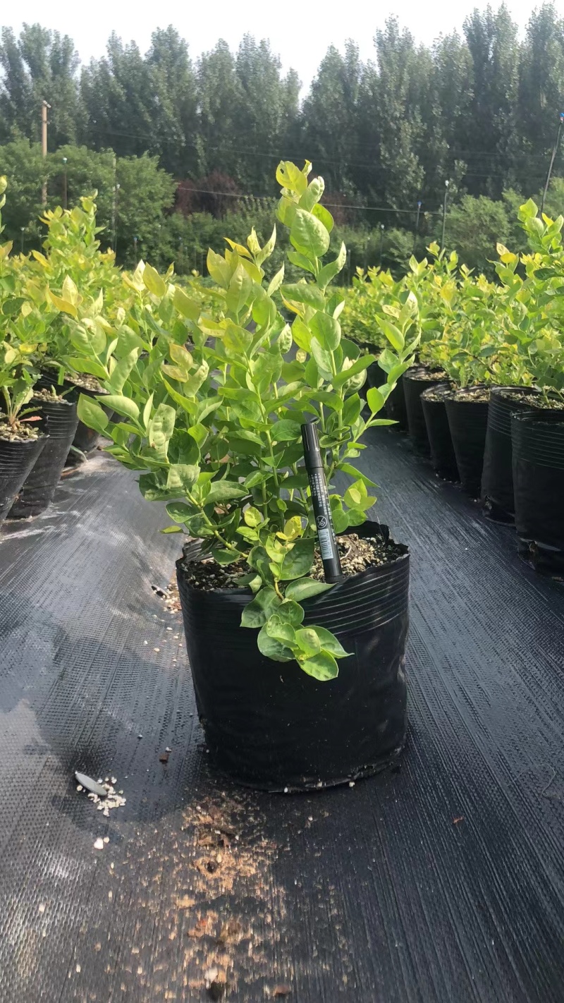 L25蓝莓苗蓝莓苗脱毒组培苗一手货源基地直发