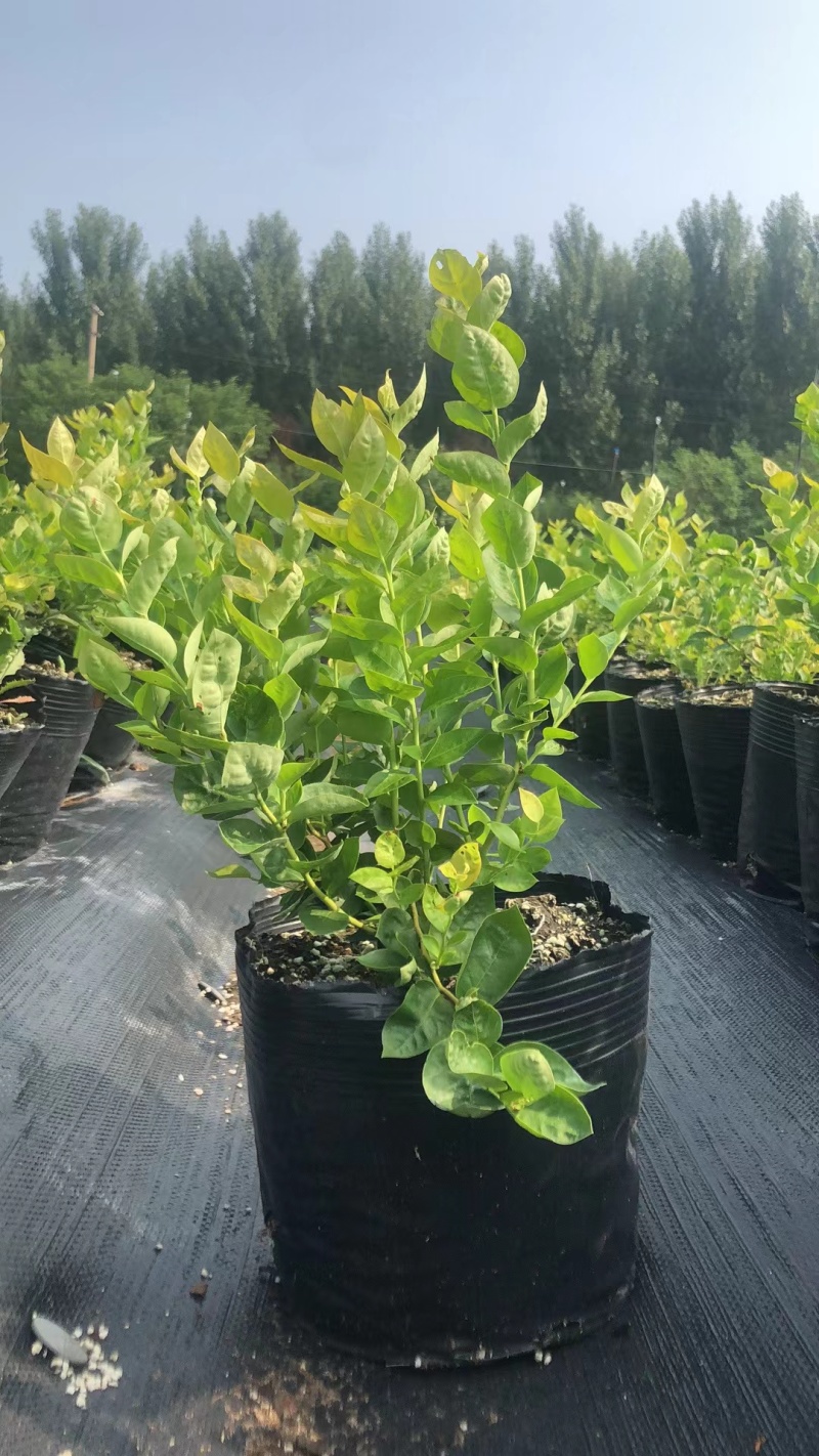L25蓝莓苗蓝莓苗脱毒组培苗一手货源基地直发