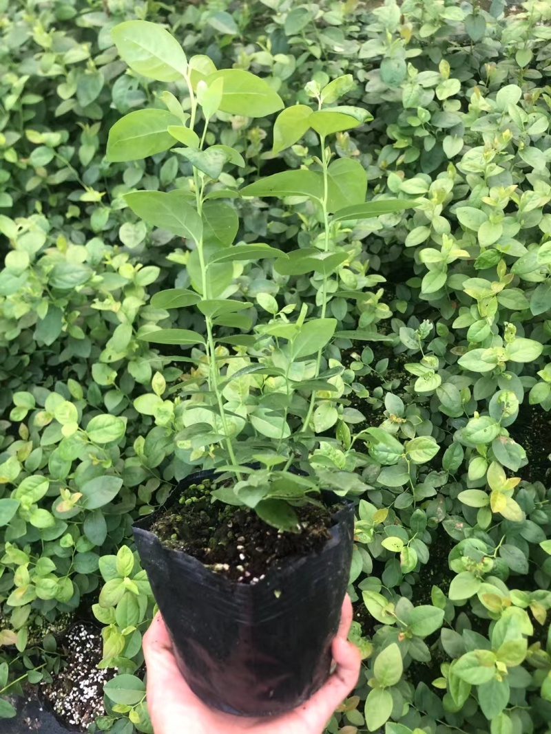 L25蓝莓苗蓝莓苗脱毒组培苗一手货源基地直发