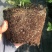 L25蓝莓苗蓝莓苗脱毒组培苗一手货源基地直发