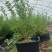 L25蓝莓苗蓝莓苗脱毒组培苗一手货源基地直发