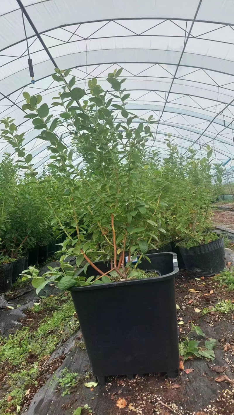 L25蓝莓苗蓝莓苗脱毒组培苗一手货源基地直发