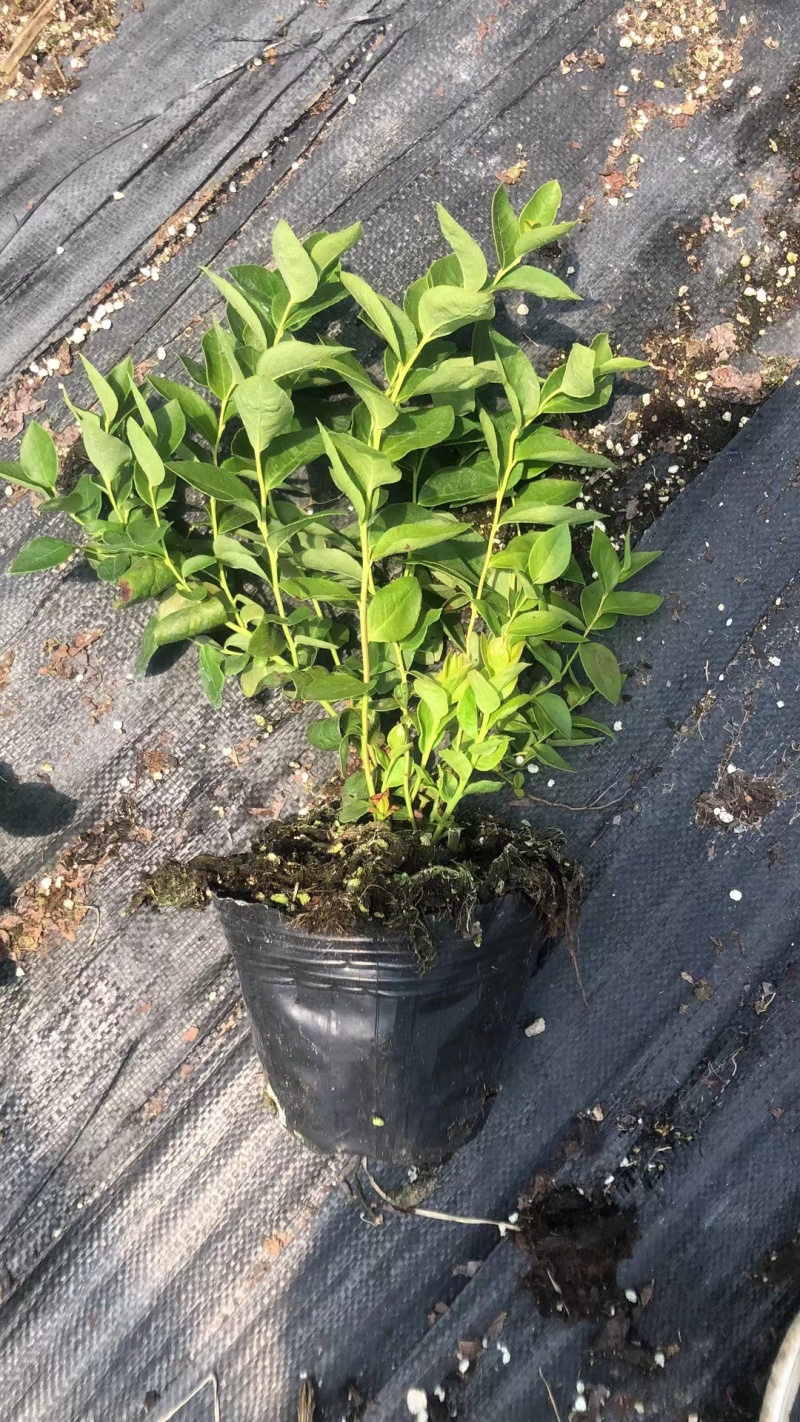L25蓝莓苗蓝莓苗脱毒组培苗一手货源基地直发