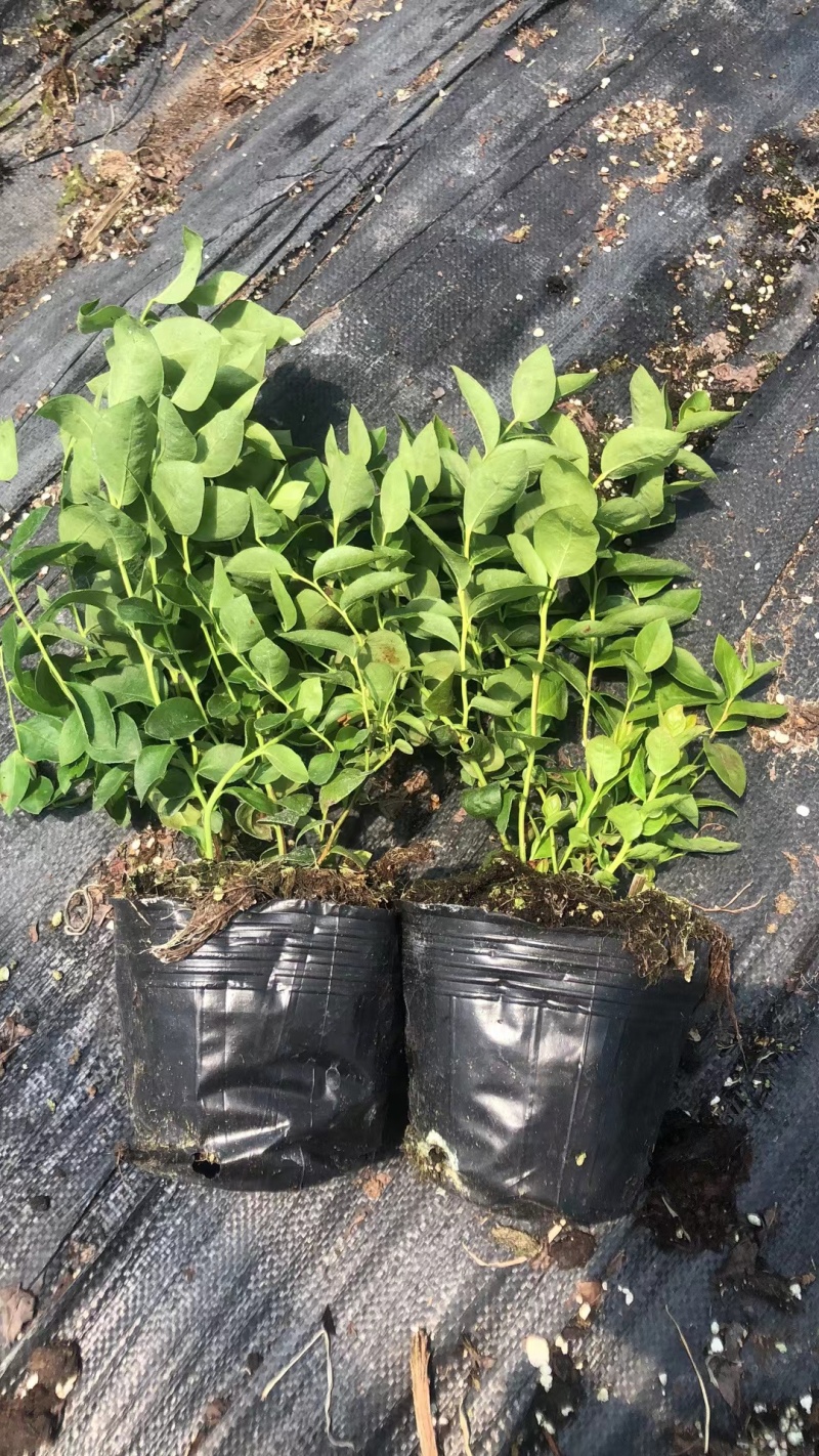 L25蓝莓苗蓝莓苗脱毒组培苗一手货源基地直发