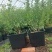 L25蓝莓苗蓝莓苗脱毒组培苗一手货源基地直发