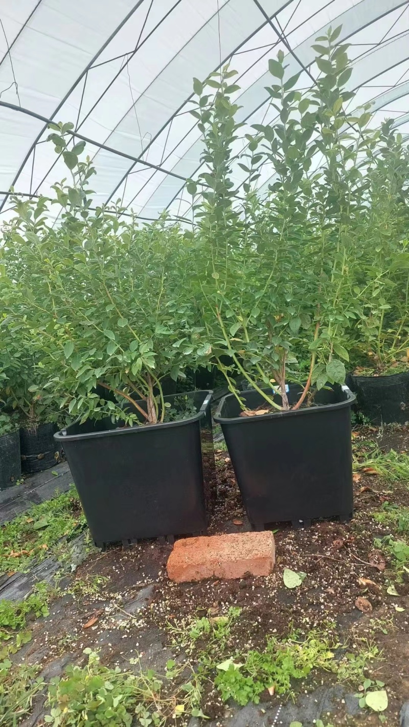 L25蓝莓苗蓝莓苗脱毒组培苗一手货源基地直发
