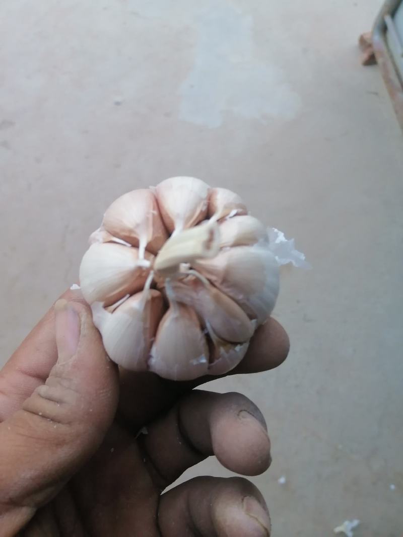 正宗商河大青稞蒜种