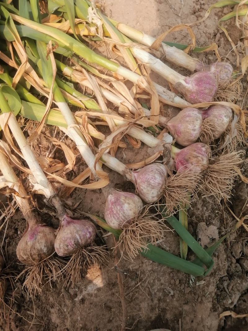 正宗商河大青稞蒜种