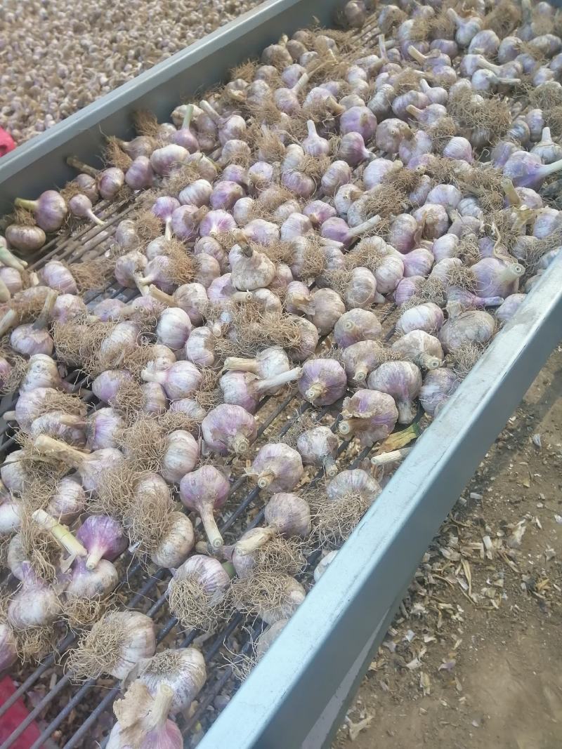 正宗商河大青稞蒜种