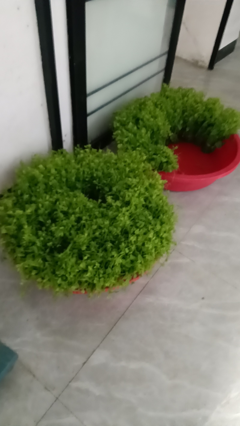 辣木苗，赤苍藤