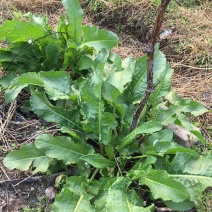 野生土大黄