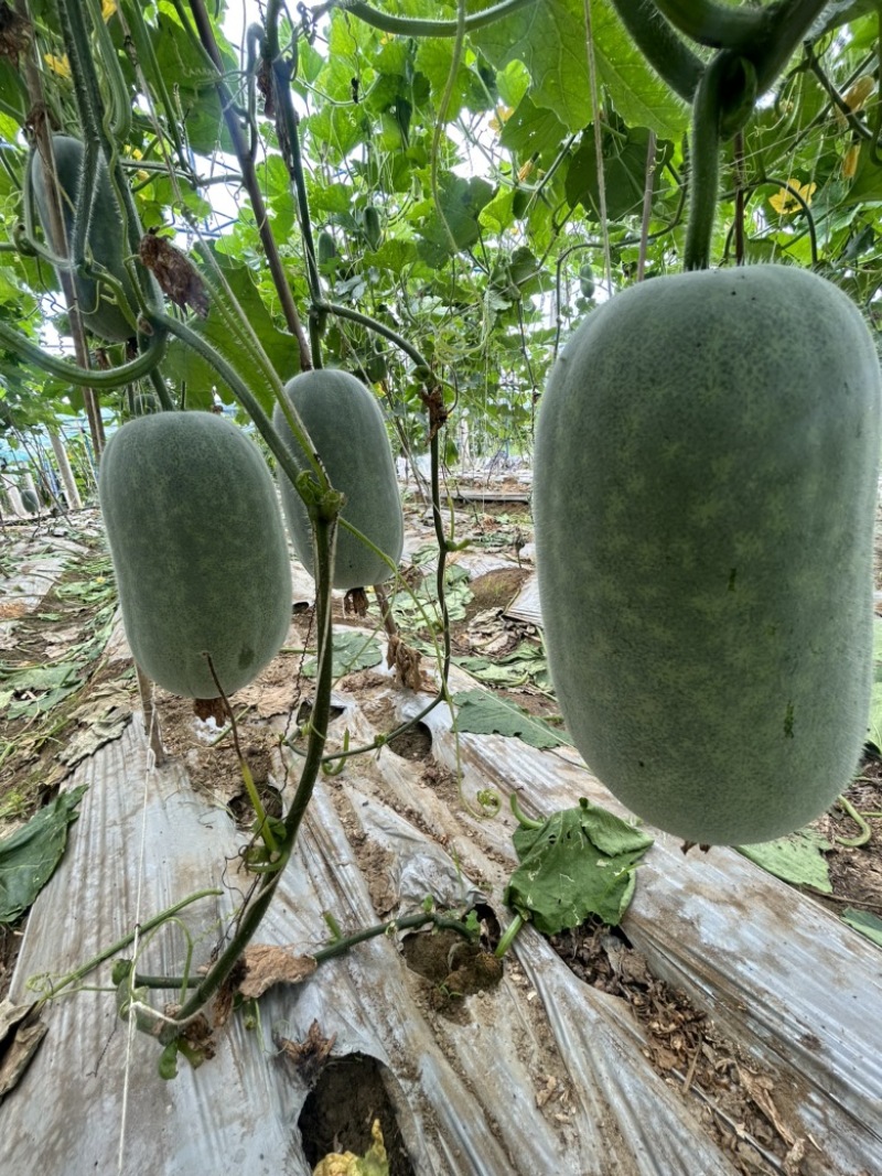 香糯小米冬瓜