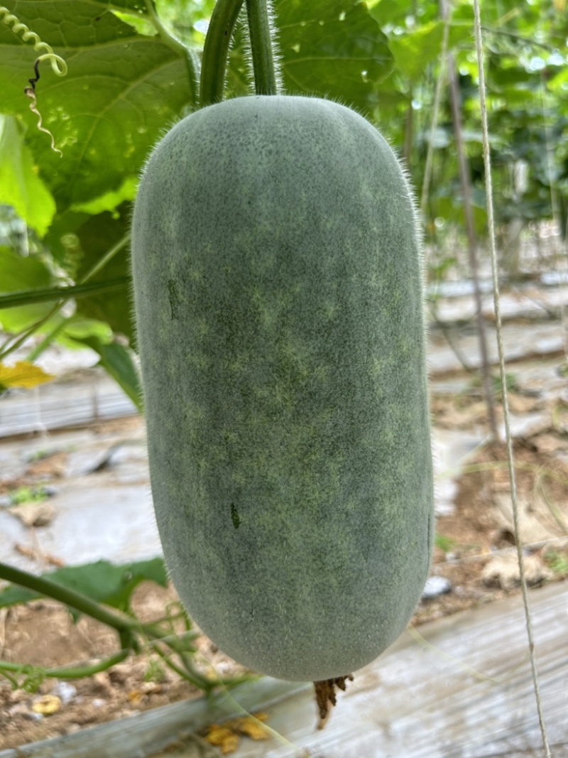 香糯小米冬瓜