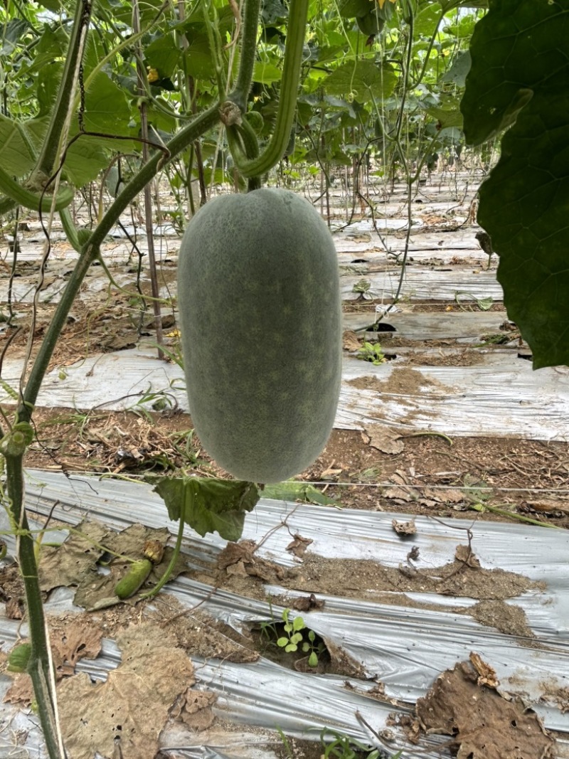 香糯小米冬瓜