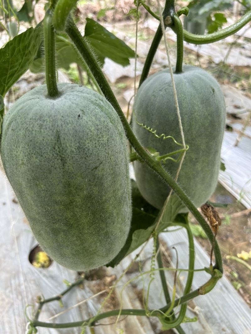 香糯小米冬瓜