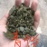 生榨菜籽饼，水产好饲料，颜色好，质量统一，量大从优