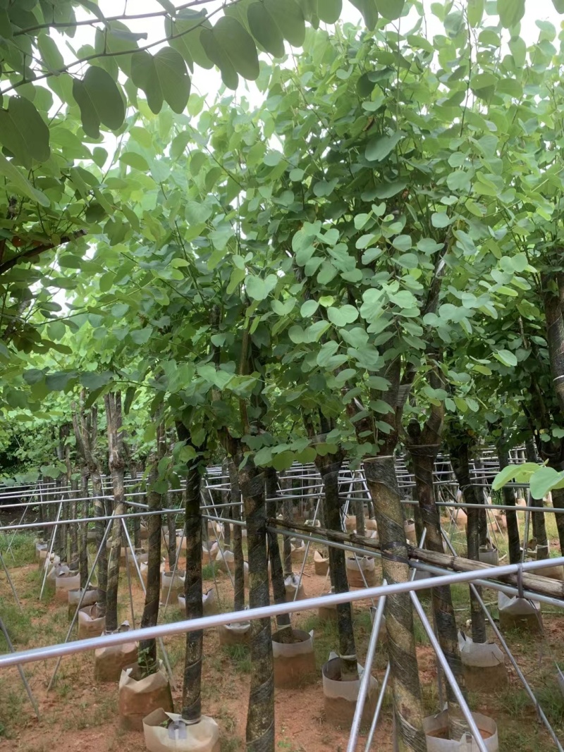 宫粉紫荆8-15公分出售，基地现货直销。