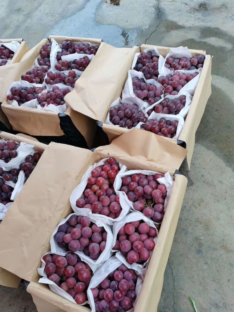 红艳天红提聊城精品葡萄承接商超电商供货产地直发
