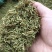 贵州精品金银花，籽花，有烘干机烘干的，有太阳晒干的，无流