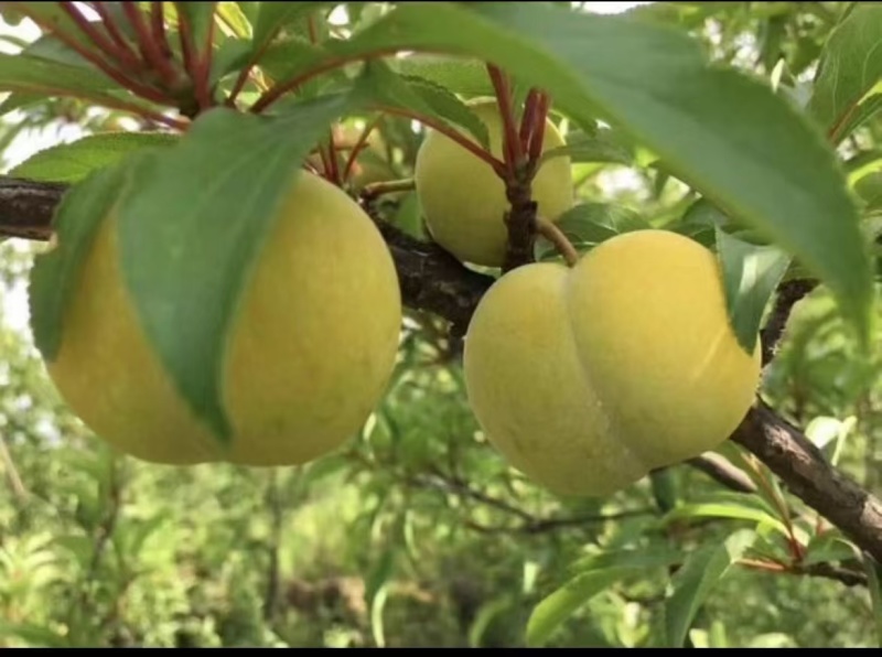 四川脆李，四月脆，口感脆爽不带涩味，甜爽交替风味独特