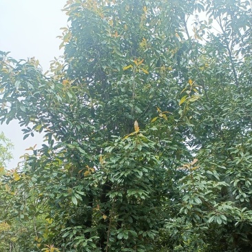 球花石楠