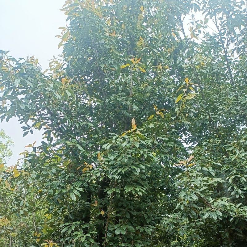 球花石楠