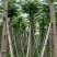 凤凰木5-8公分大量出售，基地现货直销