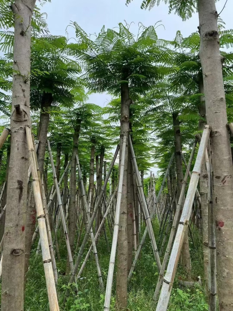 凤凰木5-8公分大量出售，基地现货直销