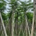 凤凰木5-8公分大量出售，基地现货直销