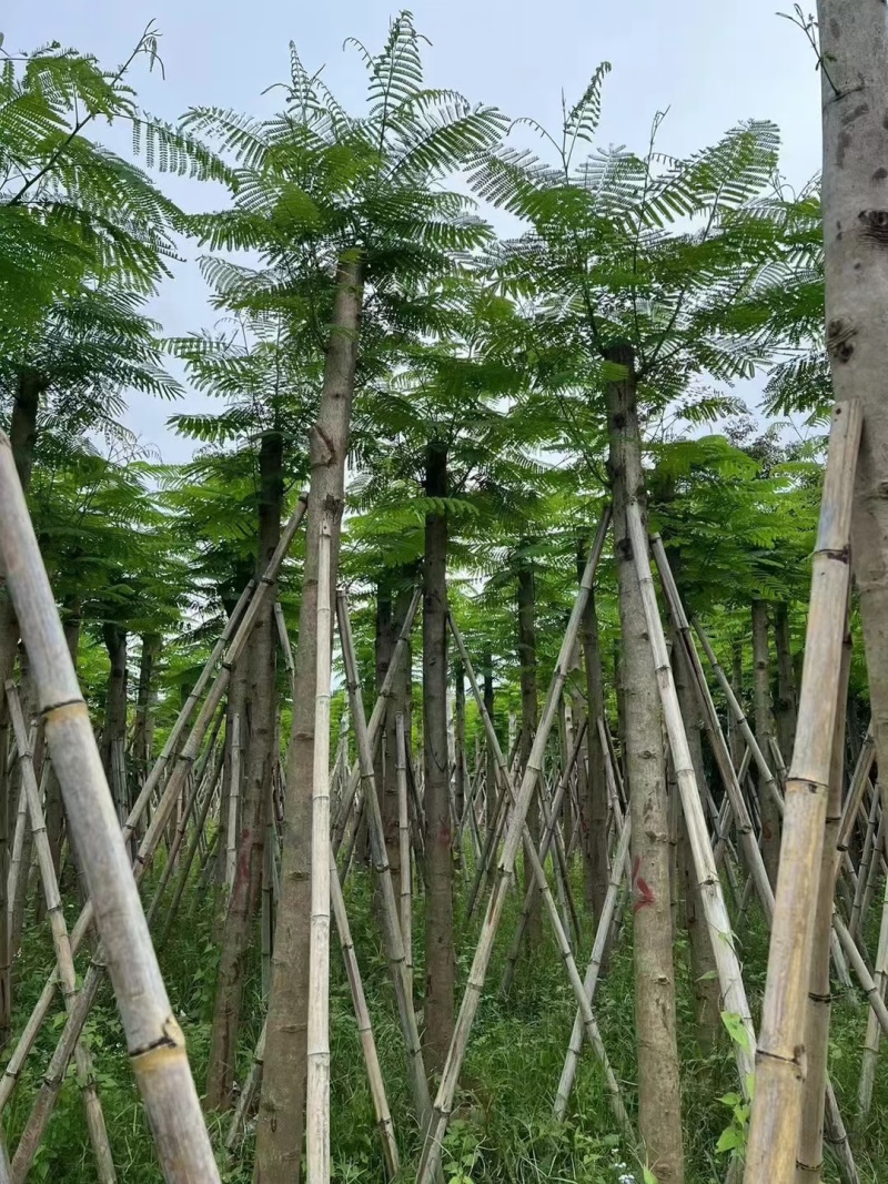 凤凰木5-8公分大量出售，基地现货直销