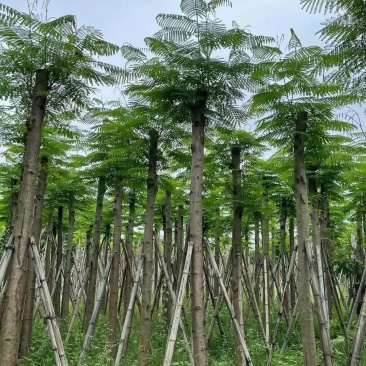 凤凰木5-8公分大量出售，基地现货直销