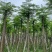 凤凰木5-8公分大量出售，基地现货直销
