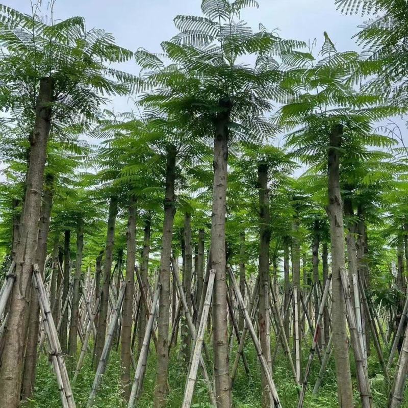 凤凰木5-8公分大量出售，基地现货直销