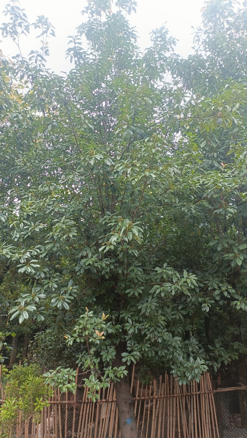 球花石楠