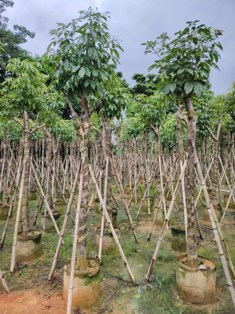 紫花风铃木嫁接绣球8-12公分出售，基地直销